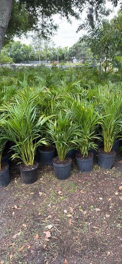 3 feet Areca palms 3 gallon