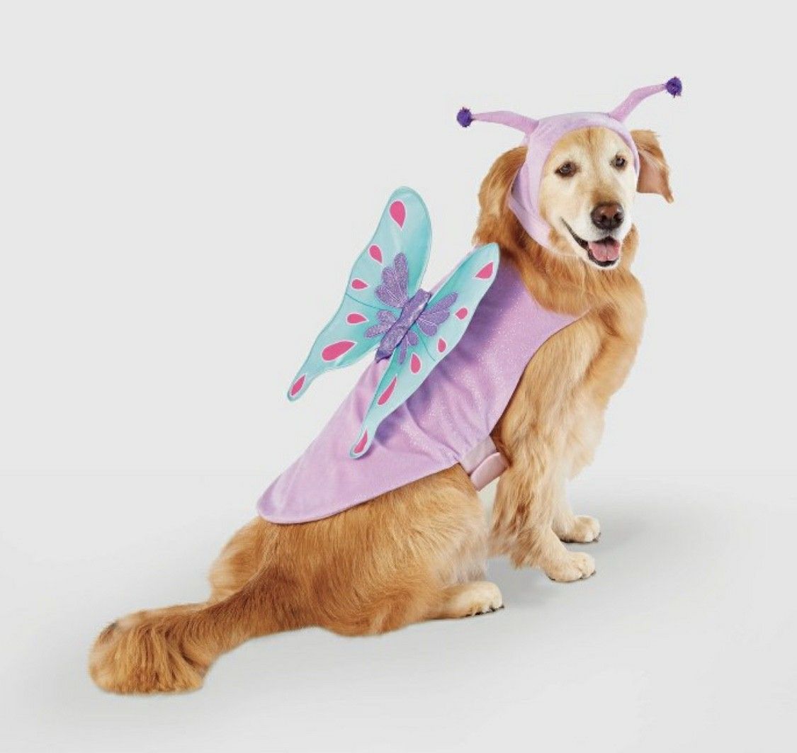 New butterfly dog Halloween costume size medium