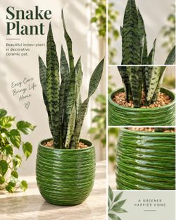 Snake Plant