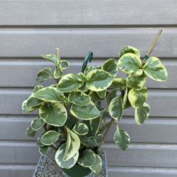 6” Variegated peperomia Obtusifolia 