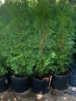 Emerald Green Arborvitae Trees