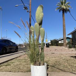 Prickly Pear Cactus Plant