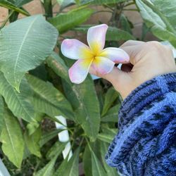 Plumeria
