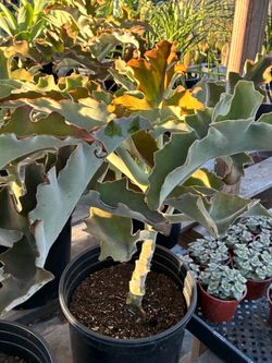 Kalanchoe beharensis in 2 gallon pots $20 each