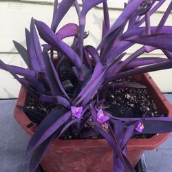 Edible Purple Bamboo Plum 紫竹梅