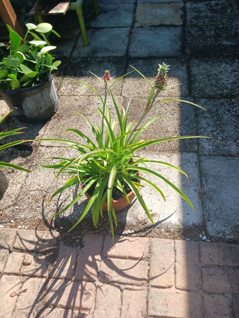 Pineapple Plant (Small)