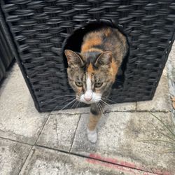 Pet Bed/house