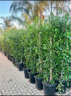 Ficus hedges