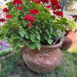 Big Pots. $85 dolls Each..!!!!!
