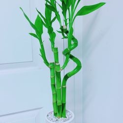 Lucky Bamboo 🎋Plants With Ceramic Pot - Over 2 feet Tall  - Indoor Plant 