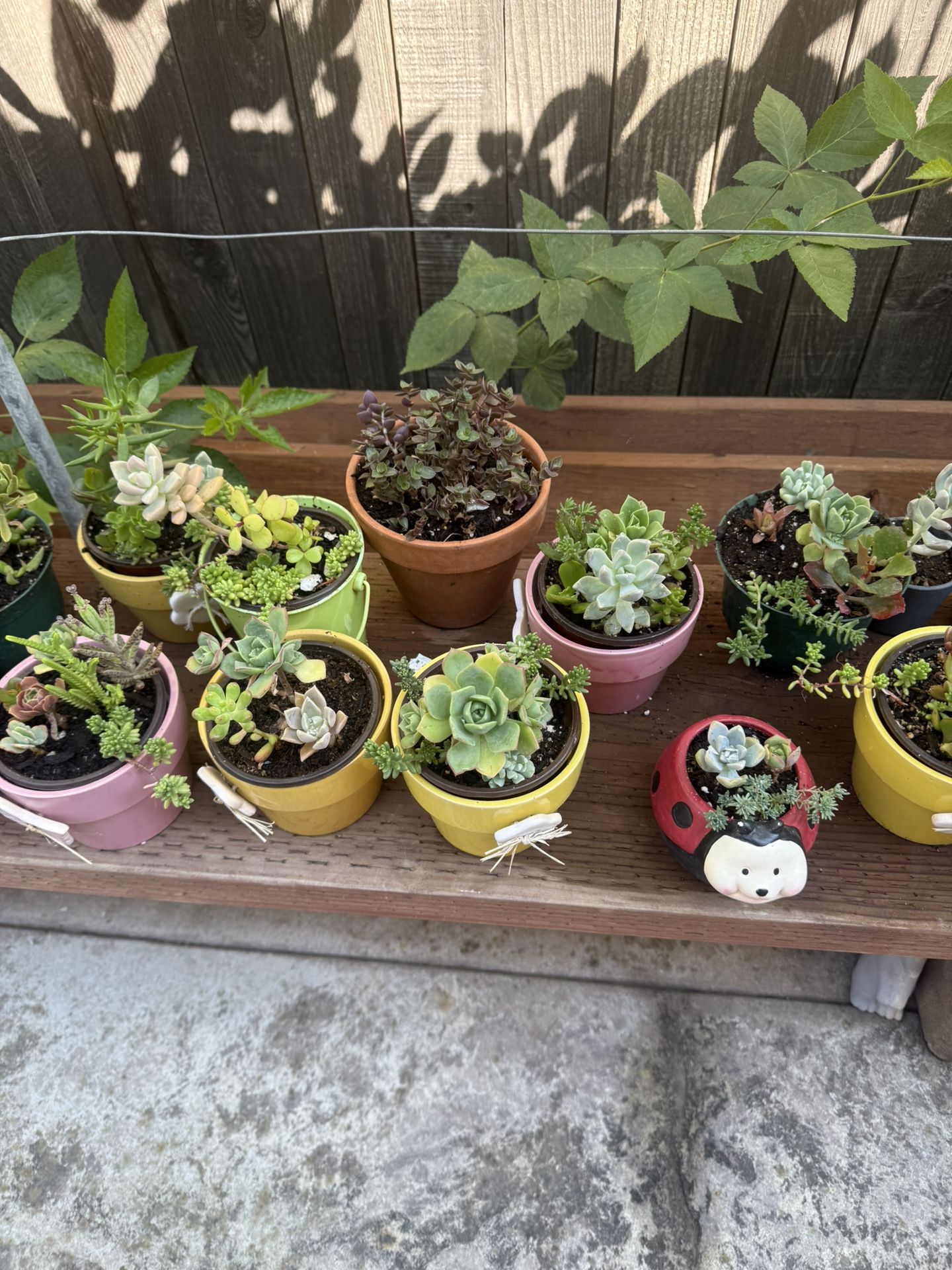 Succulents 