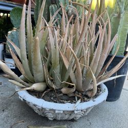 Aloe Vera Plant