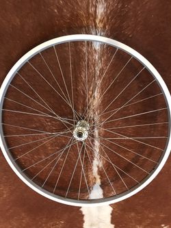 26” Campagnolo Rim