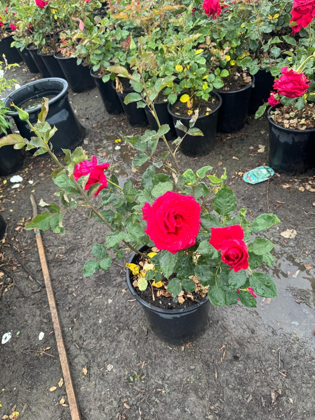 Big Rose Bush 5gallon