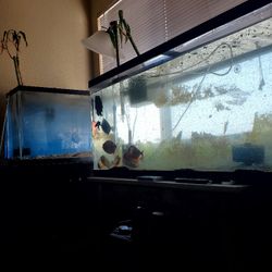 Fish Tanks