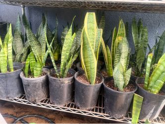 Snake plant