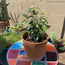 Benjamin Ficus Live plant