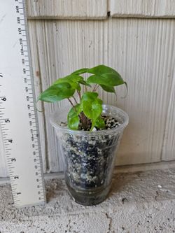 Alocasia Stingray Plant