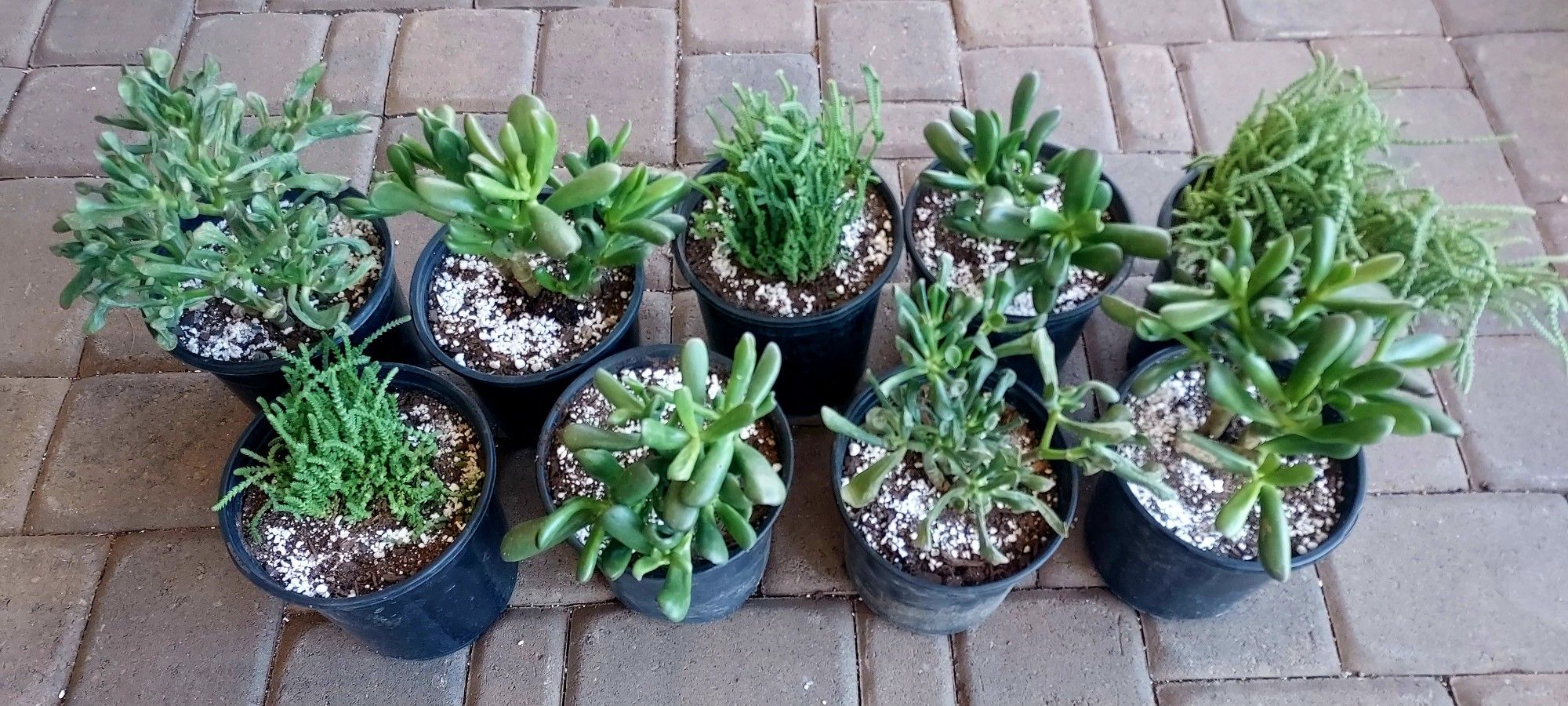 Succulents
