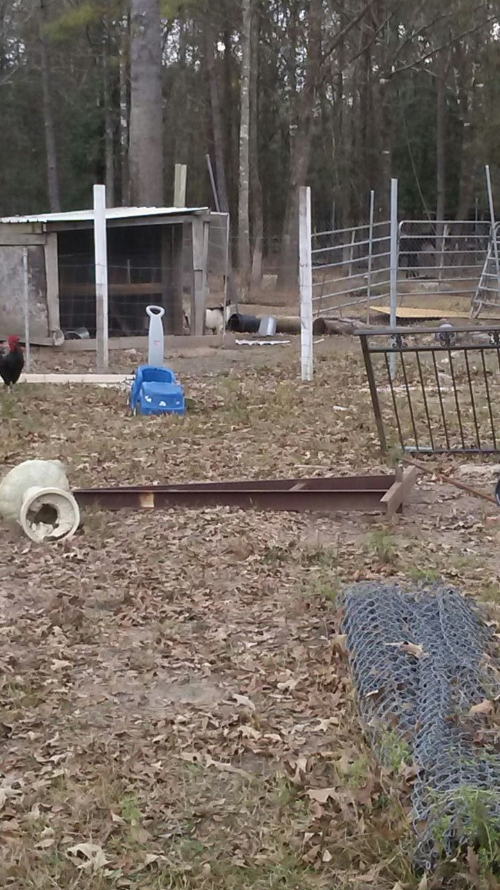 Goats/chivos for sale