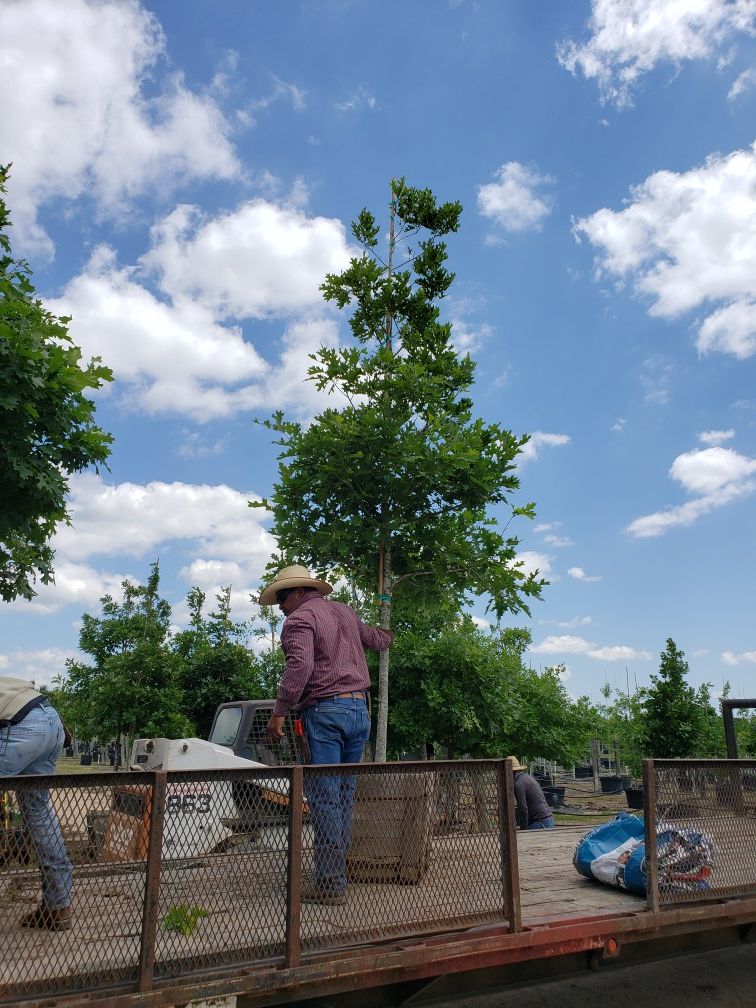 45 gallon Red Oak or Live Oak tree $199