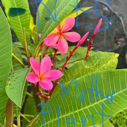 Plumeria -well Rooted Cuttings 