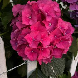 Hot pink hydrangeas