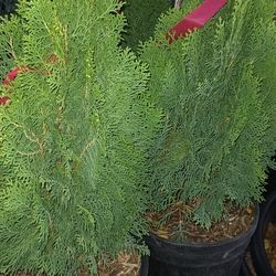 Tuya  Pine🎍