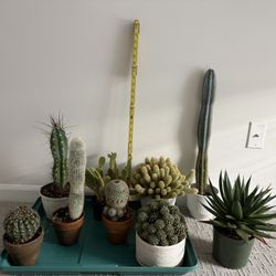 Cactus/ Plant Collection