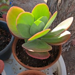 Succulent Plant 