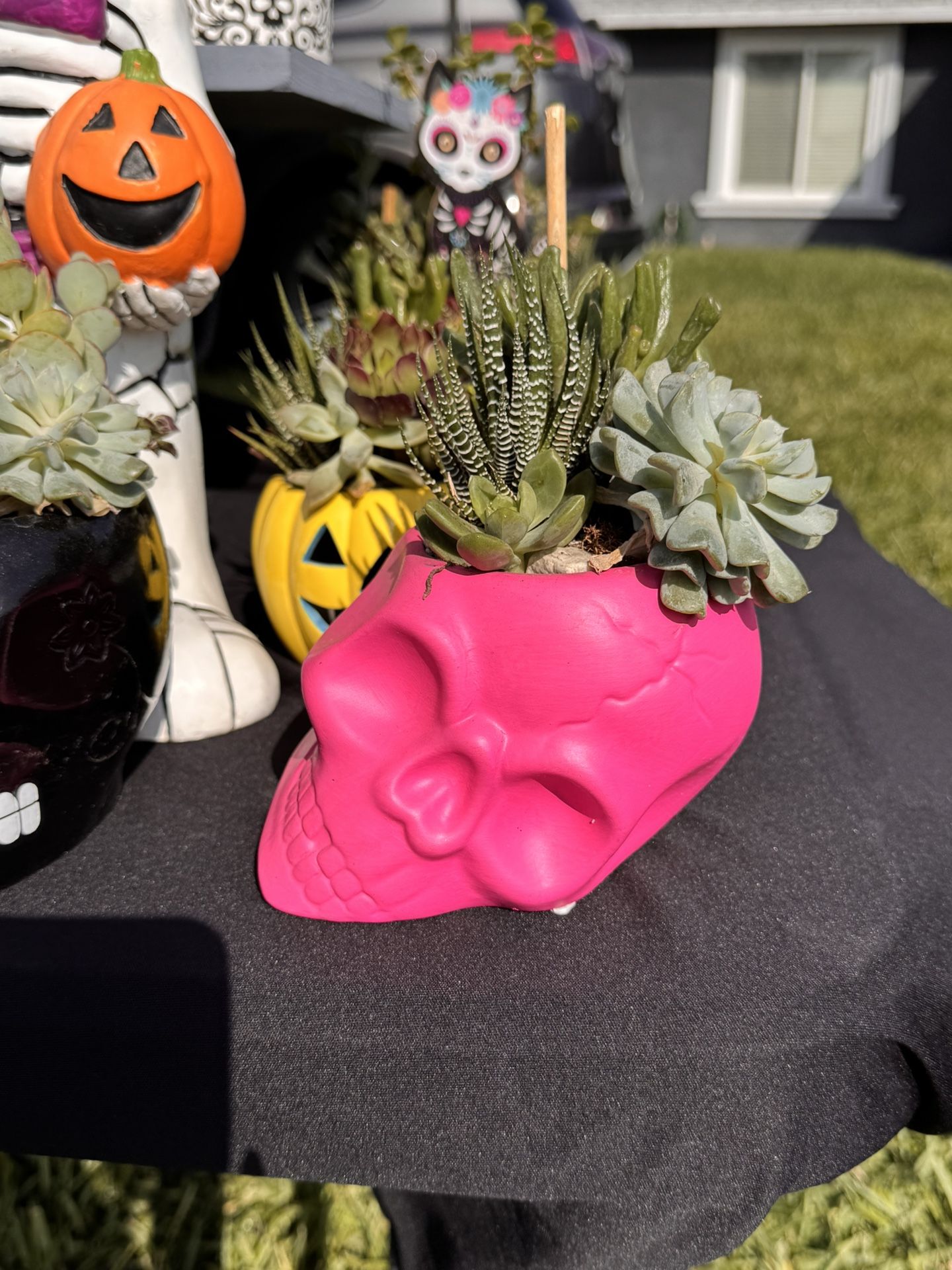 Pink Skull Succulent