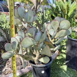 Silver Dollar Jade Succulent Plant In 1 Gallon Pot 