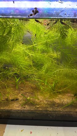 Aquarium plants: hornwort