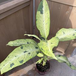 Dumb Cane Plant 