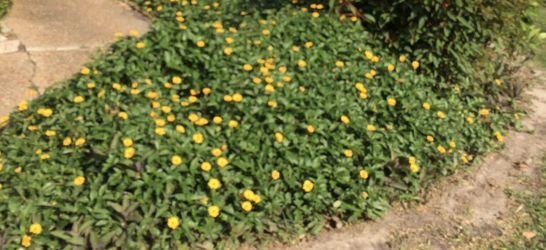 Ground Cover w/Small Yellow Flower & More