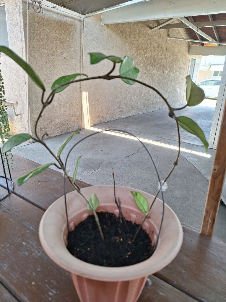 Flor De Sera