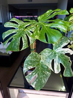 Monstera White Monster