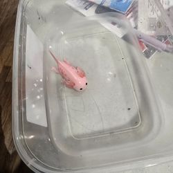 Axolotl Toy 