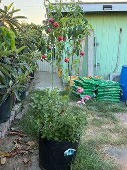 Red Lantern Flowering Abutilon Plant in Nursery Pot
