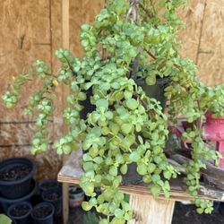 Elephant Food Or Jade Plants In 5 Gallon And One Gallon $35 And $10 Each Firm Price