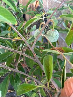 Organic Geffner Atemoya