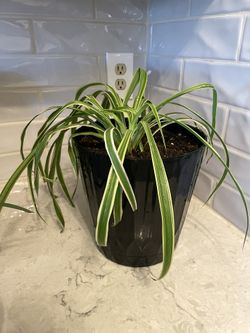 PLANTS FOR PUPS!!!