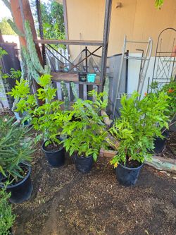 Yellow bell plants