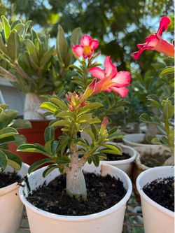 Desert Rose