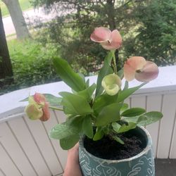 Crown Of Thorns Plant!! $15 Obo!! 