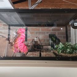 Terra Aquarium For Reptiles