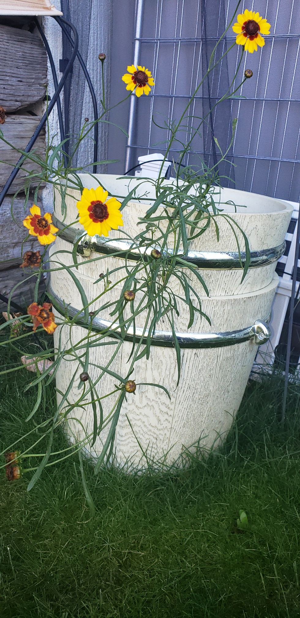 Flowers and pot