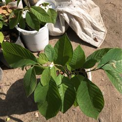 Cherimoya Tree 