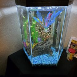 25 Gallon Hex 