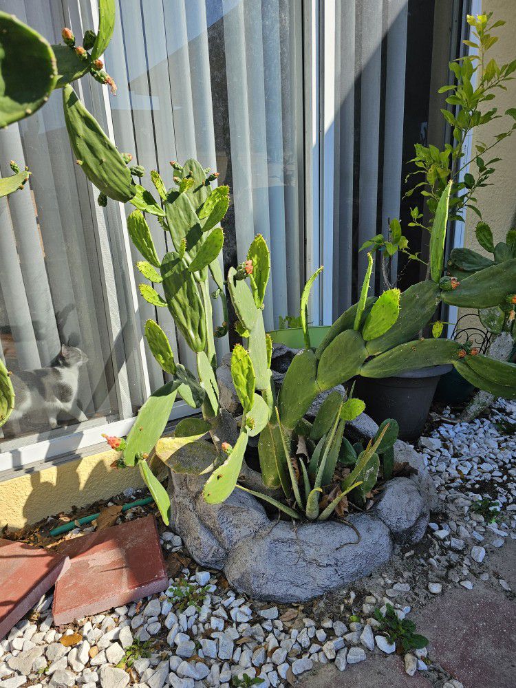 Flowering Cactus And Aloe 